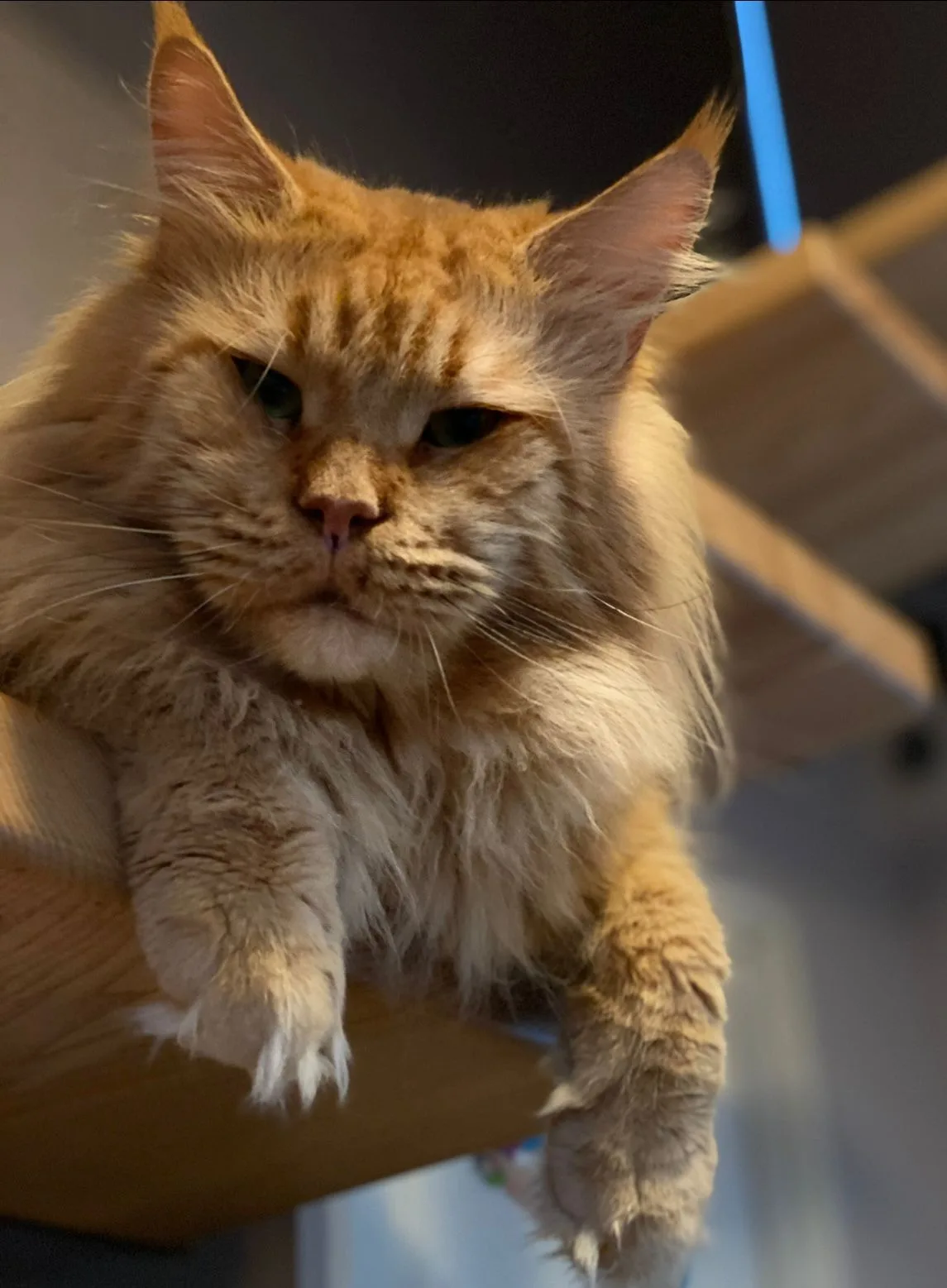 George Petarda*PL - kot Maine Coon z hodowli Ginginger*PL w Gdyni