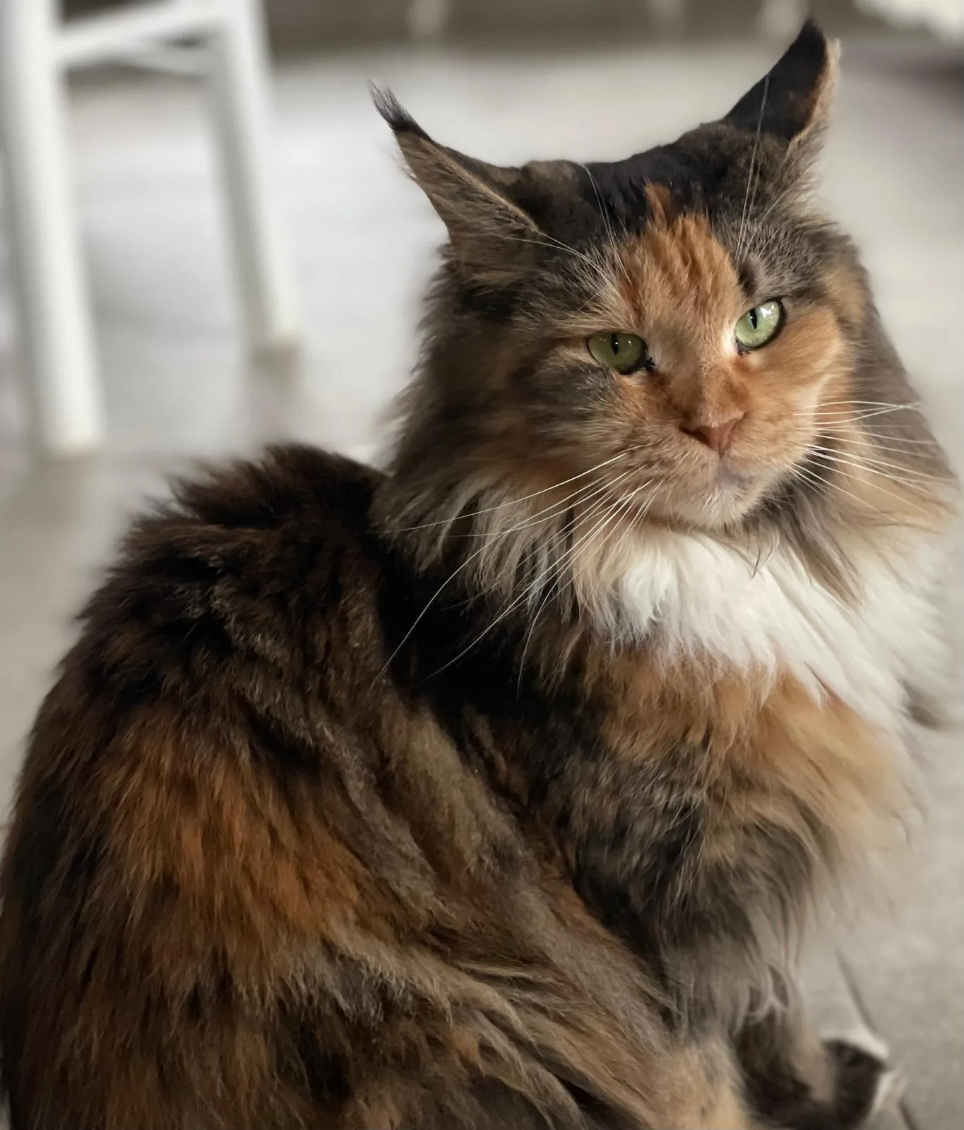 Milicja Ginginger*PL - kot Maine Coon z hodowli Ginginger*PL w Gdyni