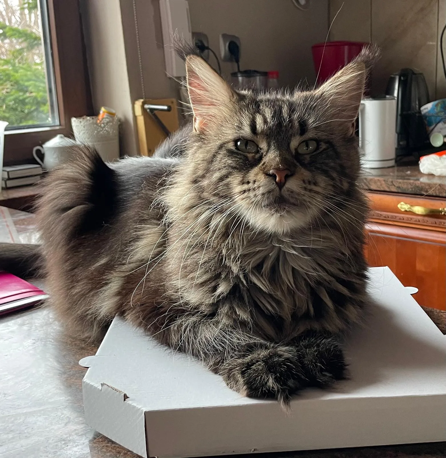 Zlata Litosvit*UA - kot Maine Coon z hodowli Ginginger*PL w Gdyni