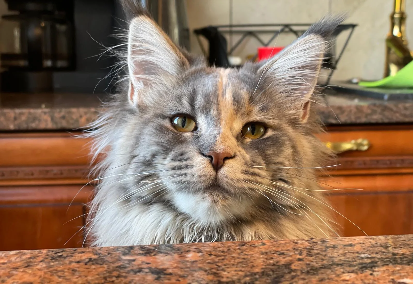Kot Maine Coon z hodowli Ginginger*PL w Gdyni