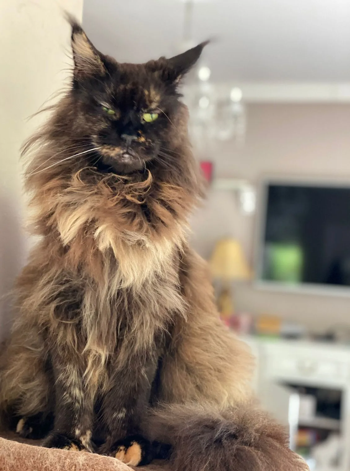 Gwen Petarda*PL - kot Maine Coon z hodowli Ginginger*PL w Gdyni