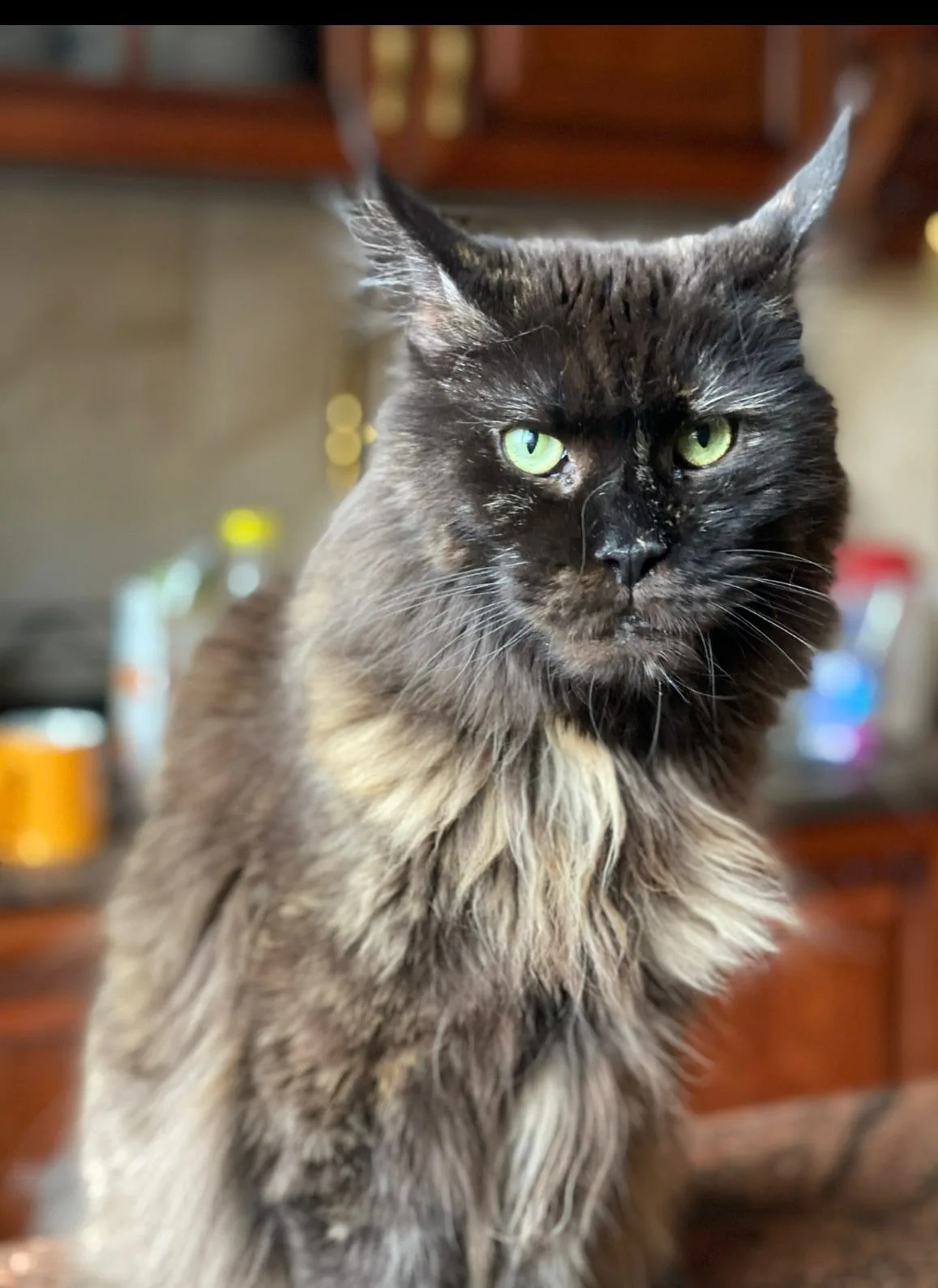 Lala Ginginger*PL - kot Maine Coon z hodowli Ginginger*PL w Gdyni