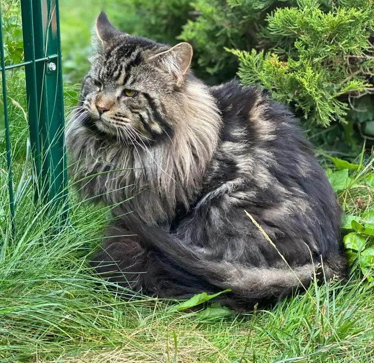 Tchi Tchi Ginginger*PL - kot Maine Coon z hodowli Ginginger*PL w Gdyni