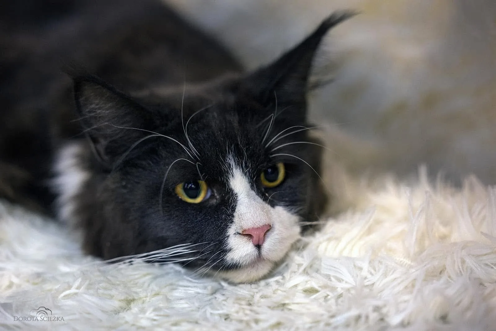 Fuzja Ginginger*PL - kot Maine Coon z hodowli Ginginger*PL w Gdyni