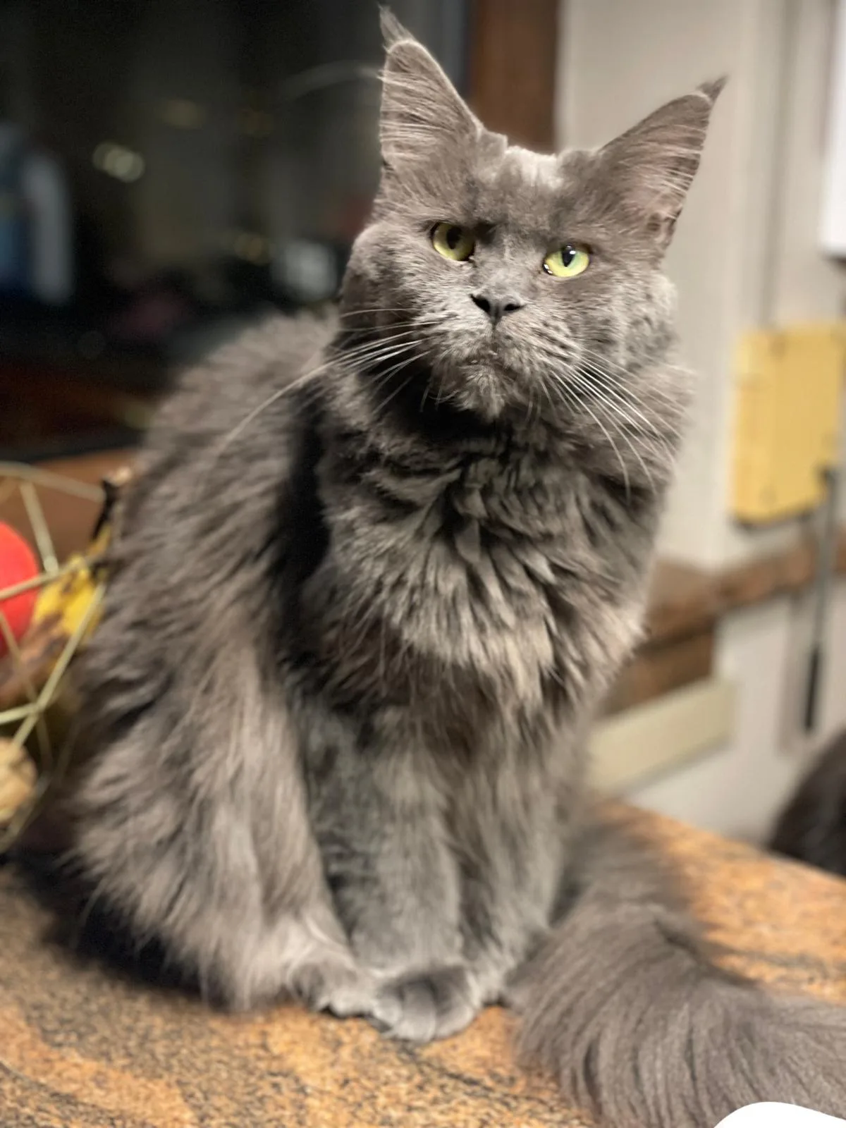 Armia Ginginger*PL - kot Maine Coon z hodowli Ginginger*PL w Gdyni