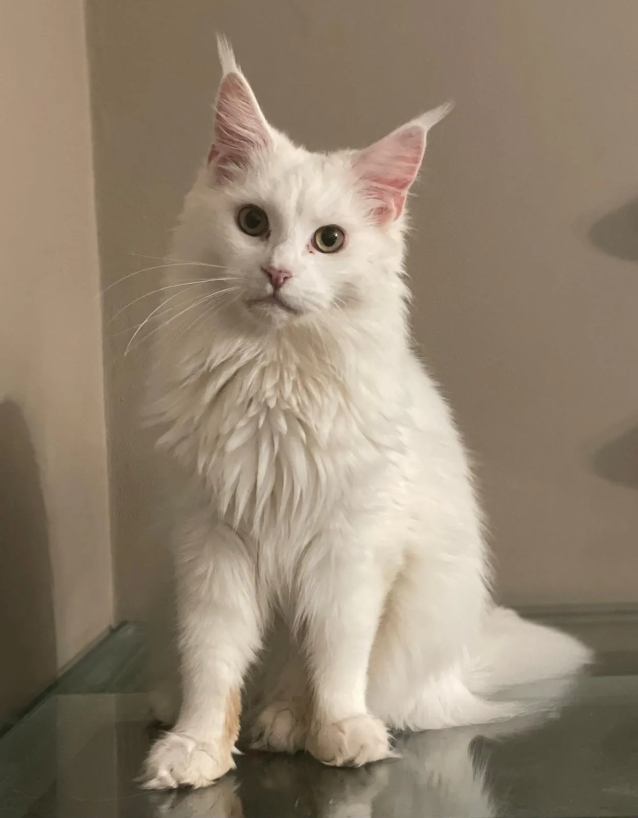 Ziuta Ginginger Ewjatar*PL - kot Maine Coon z hodowli Ginginger*PL w Gdyni