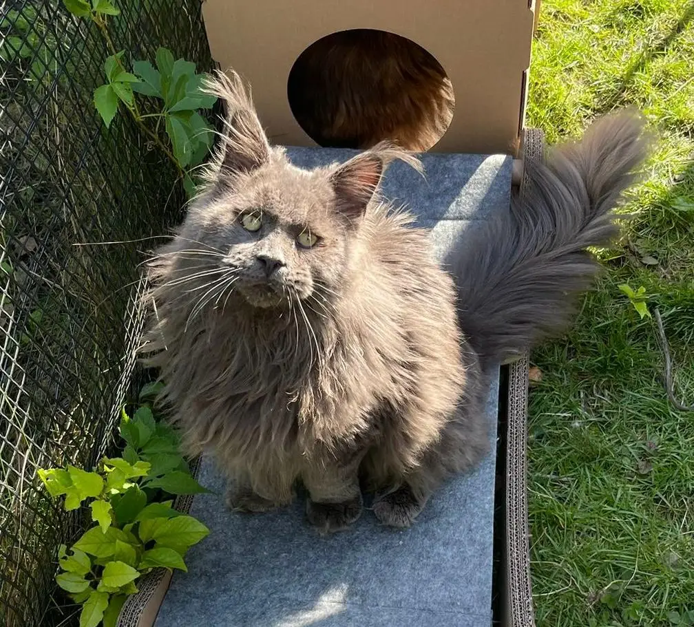 Aragorn Blue Ewjatar*PL - kot Maine Coon z hodowli Ginginger*PL w Gdyni